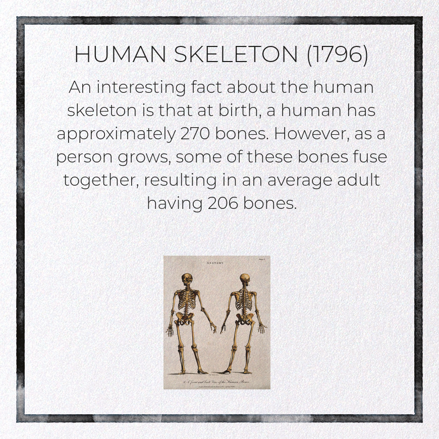 HUMAN SKELETON (1796): Painting Greeting Card