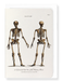 Ezen Designs - Human skeleton (1796) - Greeting Card - Front