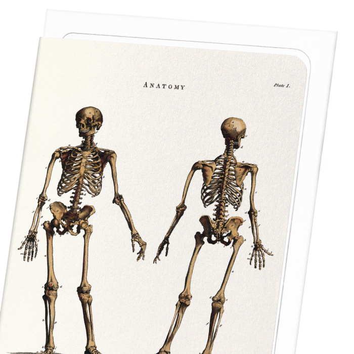 HUMAN SKELETON (1796): Painting Greeting Card