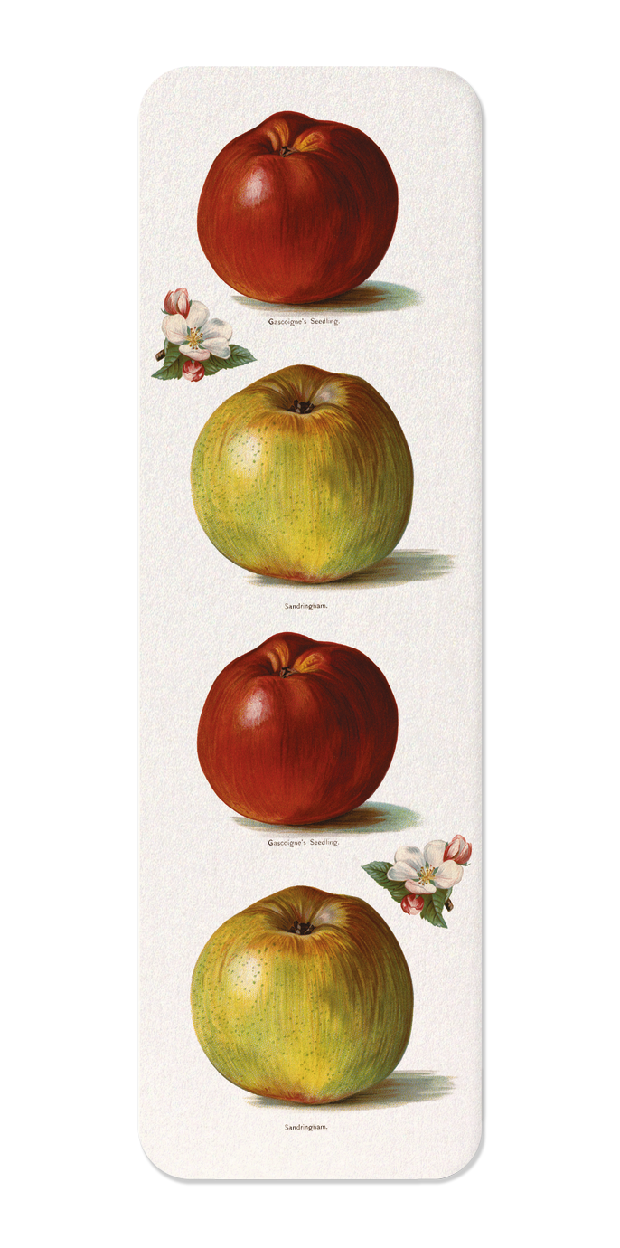 Ezen Designs - Gascoigne's Seedling and Sandringham Apples (1891) - Bookmark - Front