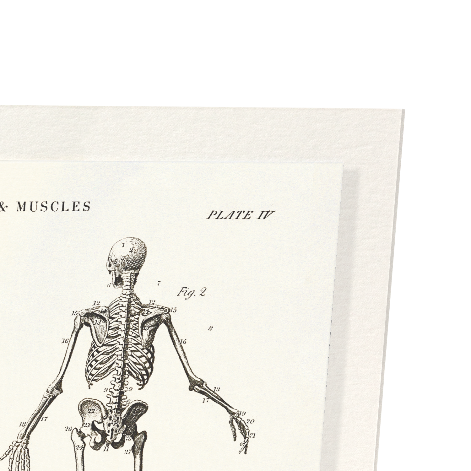 SKELETONS (C.1830-C.1850): Painting Art Print