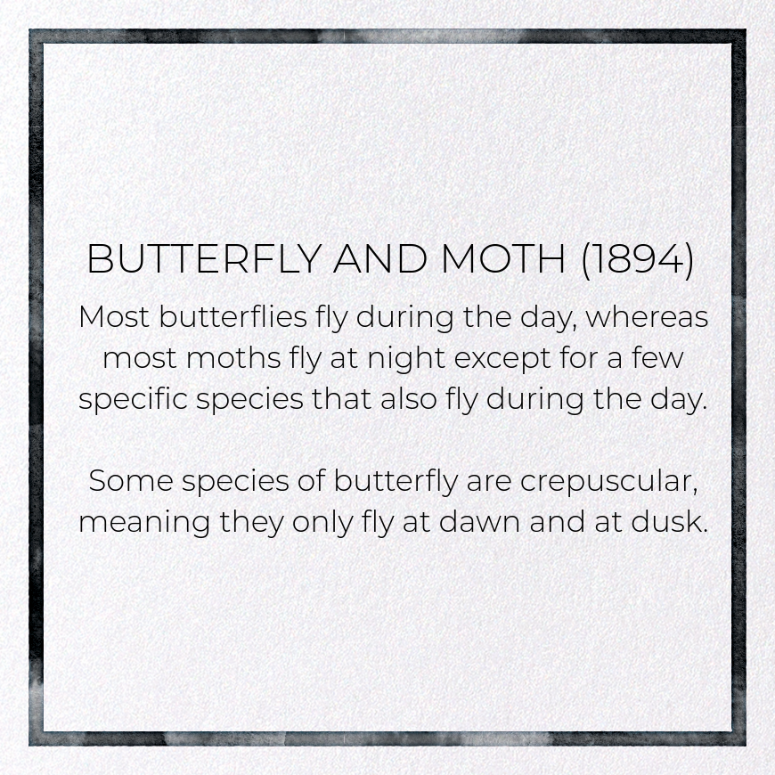 BUTTERFLY AND MOTH (1894): Painting Greeting Card