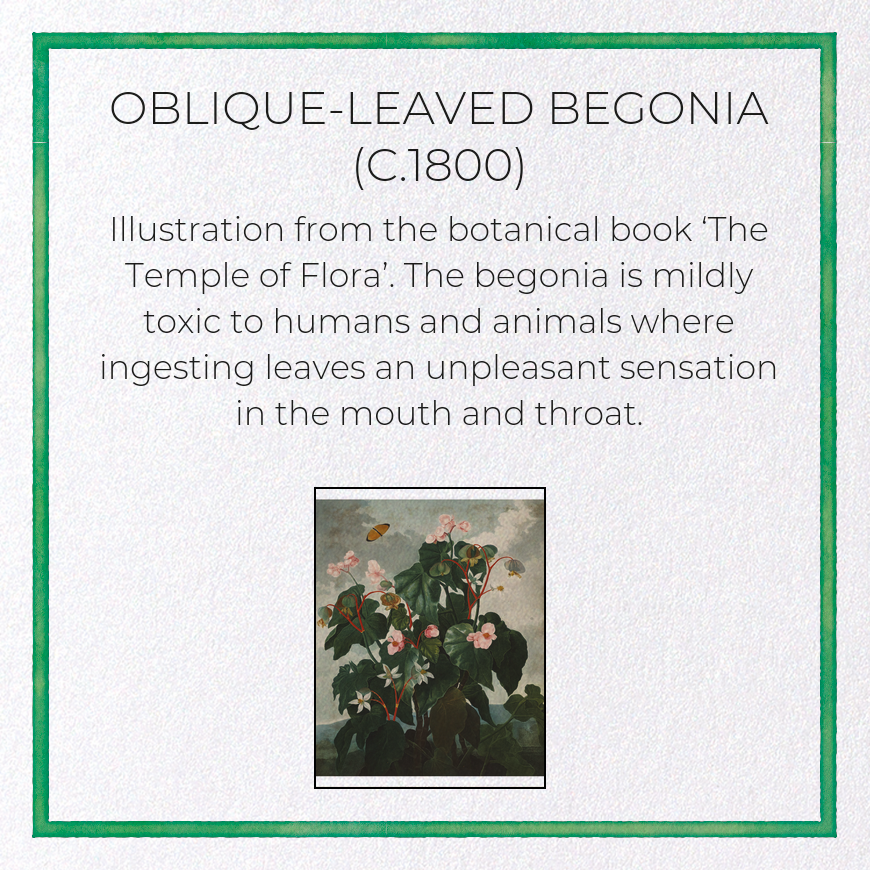 OBLIQUE-LEAVED BEGONIA (C.1800): Painting Greeting Card