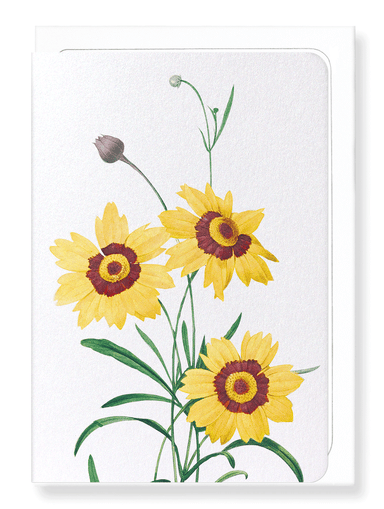 Ezen Designs - Tickseed Coreopsis (detail) - Greeting Card - Front