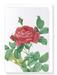 Ezen Designs - Gallica rose pontiana (detail) - Greeting Card - Front