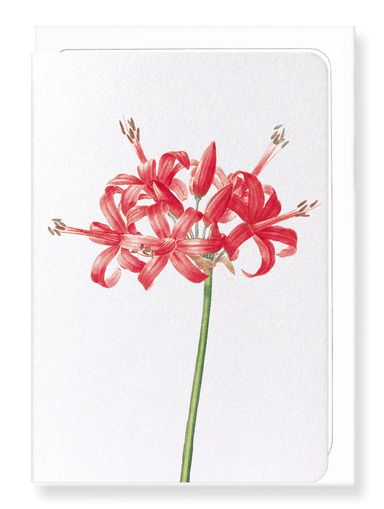 Ezen Designs - Guernsey or jersey lily (detail) - Greeting Card - Front