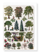 Ezen Designs - Ornamental Trees - B (1932) - Greeting Card - Front