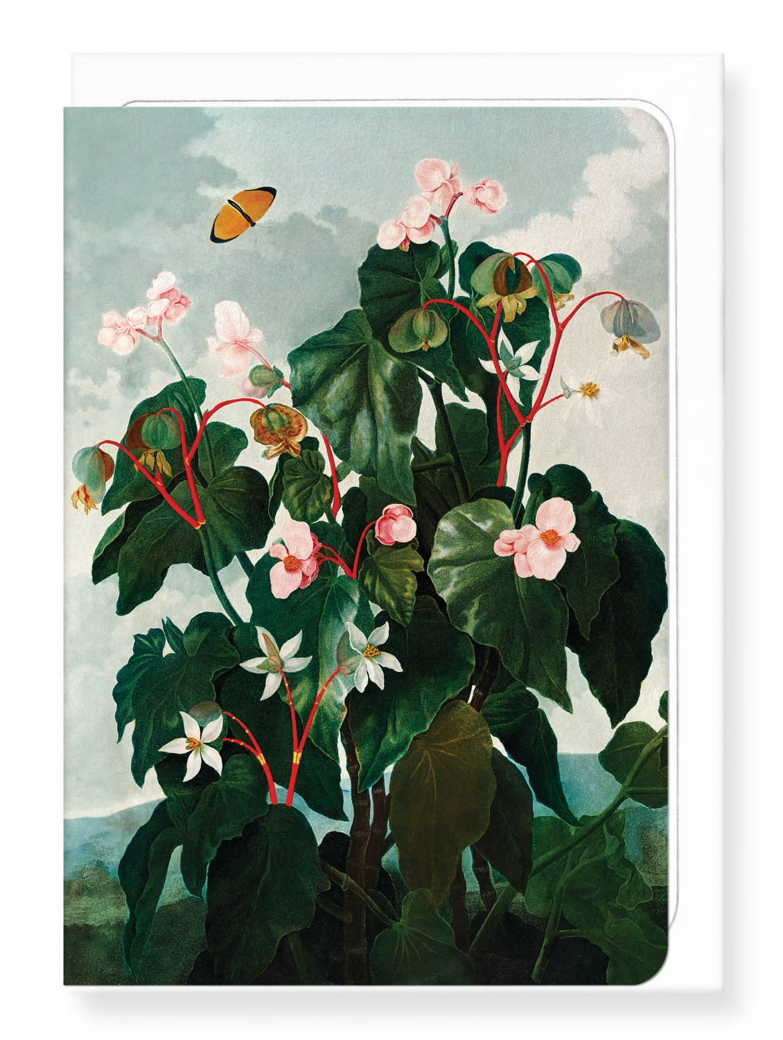 Ezen Designs - Oblique-leaved Begonia (c.1800) - Greeting Card - Front