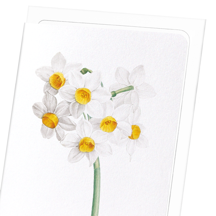 SACRED LILY: Botanical Greeting Card