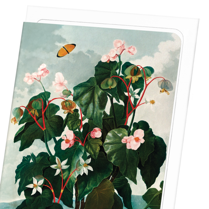 OBLIQUE-LEAVED BEGONIA (C.1800): Painting Greeting Card