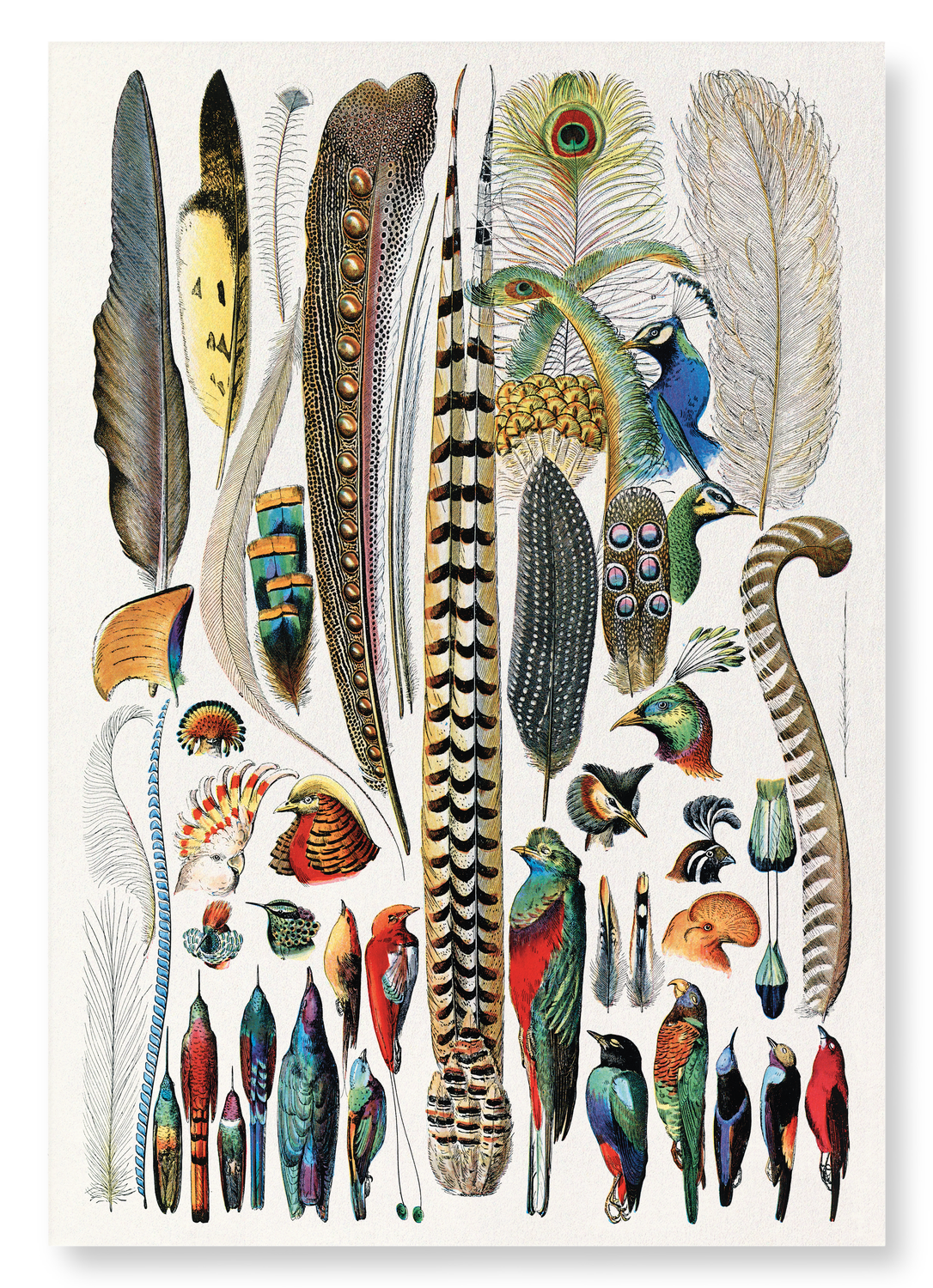 FEATHERS (1900): Painting Art Print