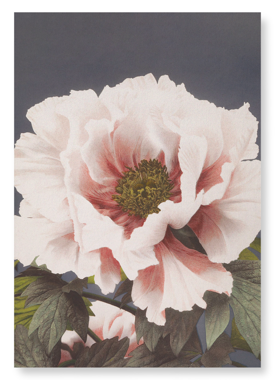 PHOTOMECHANICAL PRINT OF PEONIES (C.1890): Photo Art print